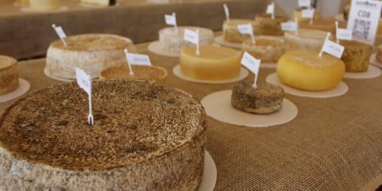 Principal Concurso Internacional de Queijos do Brasil abre inscrições para produtores de todo o mundo