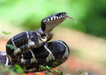 Acidentes com animais peçonhentos: saiba como evitar e o que fazer caso aconteçam