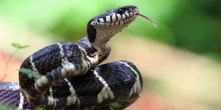 Acidentes com animais peçonhentos: saiba como evitar e o que fazer caso aconteçam