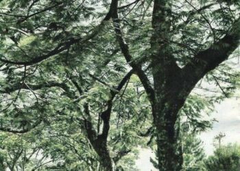 O Universo em nossas vidas…