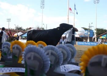 Girolando premiará, em BH, os melhores dos Rankings 2022/2023