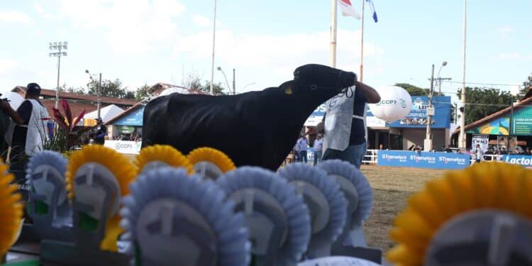 Girolando premiará, em BH, os melhores dos Rankings 2022/2023