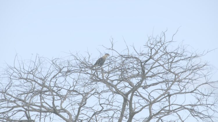 Ministério da Cultura e CBMM apresentam curta metragem “Preservadores no Brasil – Cerrado”