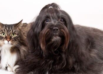 Campanha de Vacinação Antirrábica Animal inicia nesta quarta, na Zona Rural