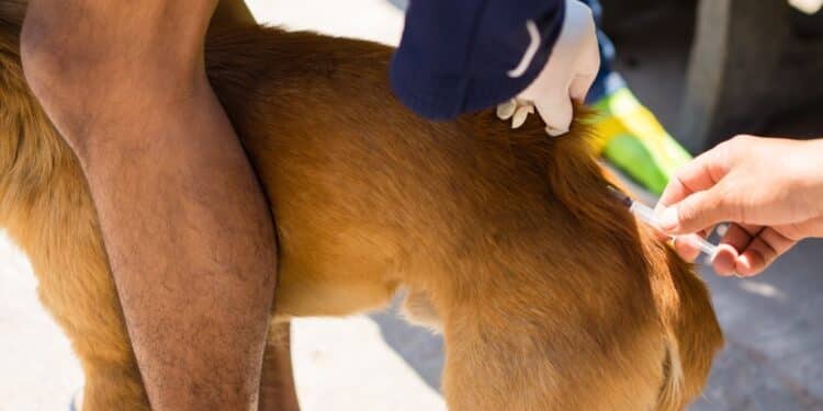 Araxá realiza repescagem da Campanha de Vacinação Antirrábica Animal a partir desta terça