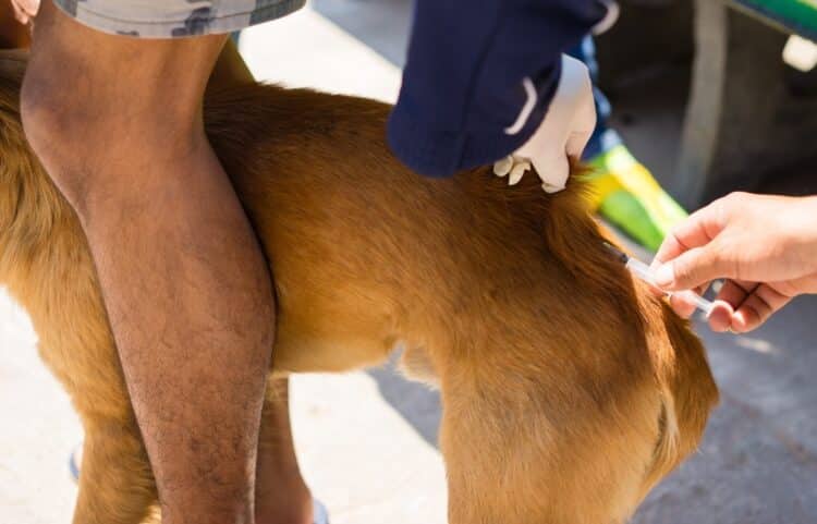 Araxá realiza repescagem da Campanha de Vacinação Antirrábica Animal a partir desta terça