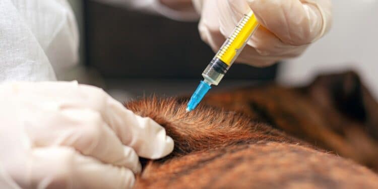 Araxá realiza aplicação da dose de reforço da Campanha de Vacinação Antirrábica Animal a partir desta quarta