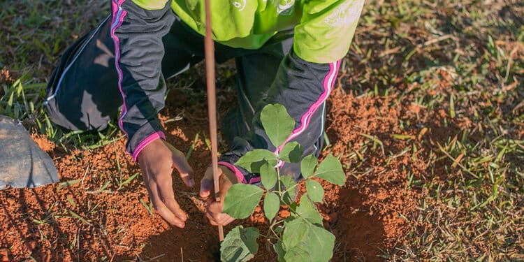 Ação Social divulga lista de classificados para o Pequeno Jardineiro 2024
