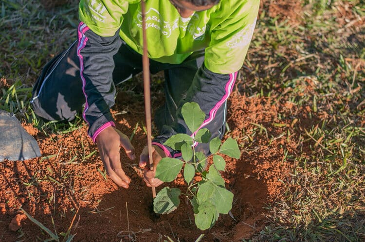 Ação Social divulga lista de classificados para o Pequeno Jardineiro 2024
