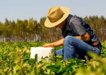 Secretaria de Agricultura e Pecuária disponibiliza apoio técnico para impulsionar produtividade