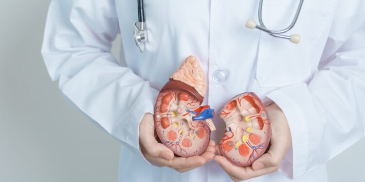 Cerca de 15% da população mundial vive com algum tipo de doença renal