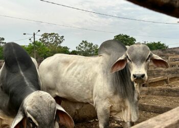 Com parceria da Prefeitura de Araxá, Feira Pró-Genética acontece nesta sexta
