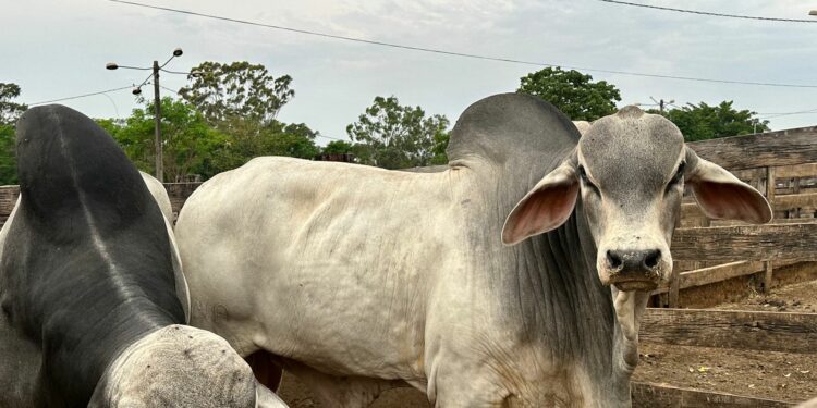 Com parceria da Prefeitura de Araxá, Feira Pró-Genética acontece nesta sexta