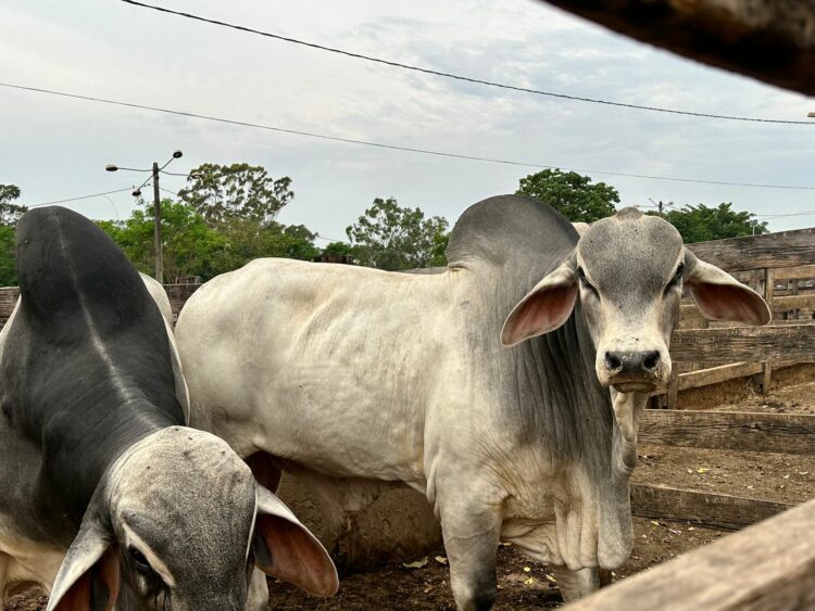Com parceria da Prefeitura de Araxá, Feira Pró-Genética acontece nesta sexta