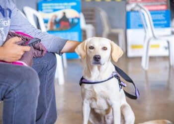 Prefeitura de Araxá inicia inscrições para o mutirão de castração nesta segunda