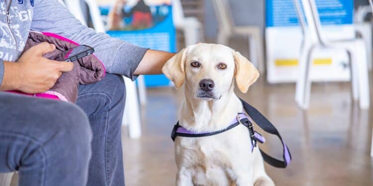 Prefeitura de Araxá inicia inscrições para o mutirão de castração nesta segunda