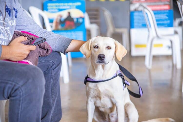 Prefeitura de Araxá inicia inscrições para o mutirão de castração nesta segunda
