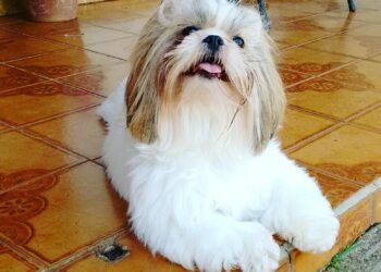 O direito jurídico dos animais