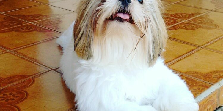 O direito jurídico dos animais