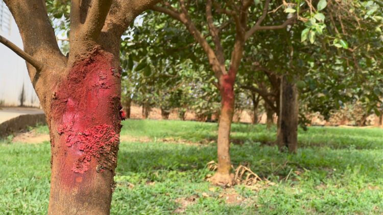 Araxá dá primeiros passos para o crescimento na produção de citricultura