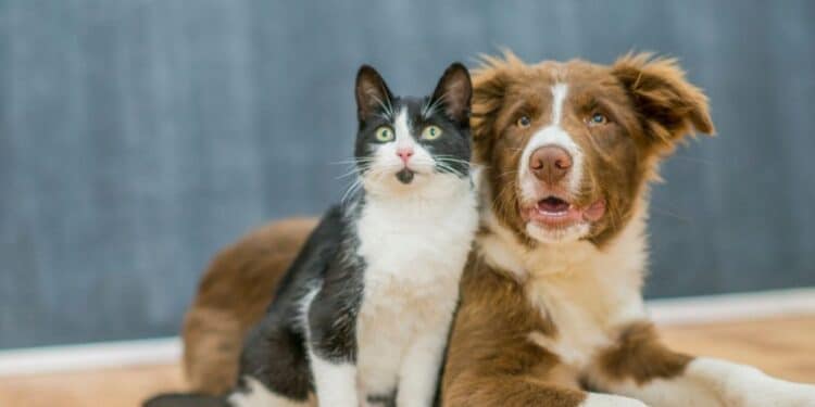 Mart Minas faz chamamento público para que ONGs de causa animal  possam participar do evento de adoção de cães e gatos que será realizado nas 63 lojas da rede, na ocasião do seu Festival Mundo Pet