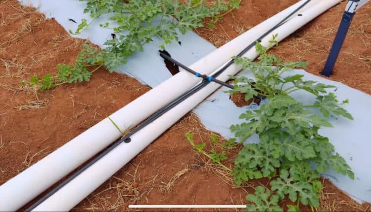 Com tecnologia de ponta para irrigação, Grupo Teorita aumenta em 60% a produtividade no cultivo de melancia