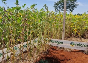 Clima desafiador no Cerrado: Como o manejo adequado pode mitigar os impactos na soja