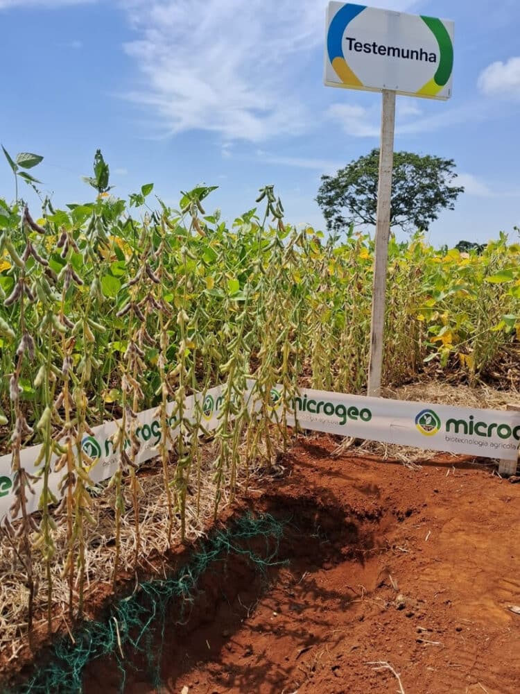 Clima desafiador no Cerrado: Como o manejo adequado pode mitigar os impactos na soja