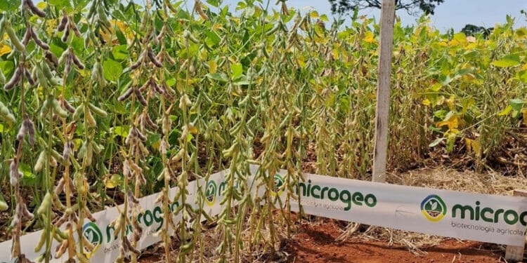 Clima desafiador no Cerrado: Como o manejo adequado pode mitigar os impactos na soja