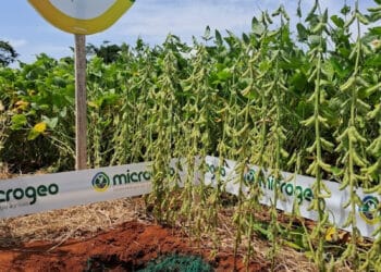 Solo compactado e falta de infiltração: O desafio climático no Cerrado brasileiro e as alternativas de manejo