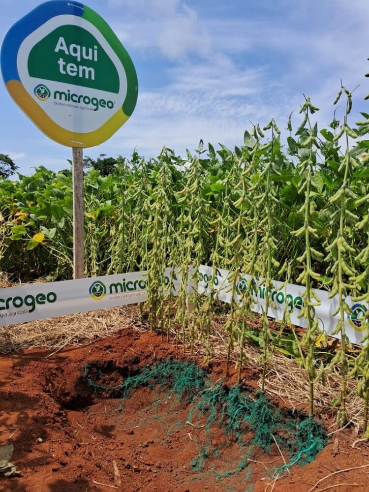 Solo compactado e falta de infiltração: O desafio climático no Cerrado brasileiro e as alternativas de manejo