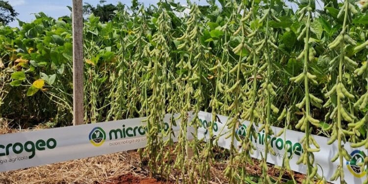 Solo compactado e falta de infiltração: O desafio climático no Cerrado brasileiro e as alternativas de manejo