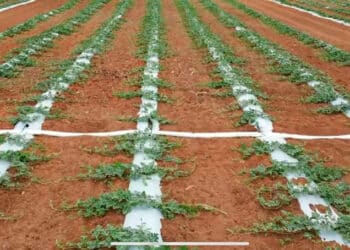 Com tecnologia de ponta para irrigação, Grupo Teorita aumenta em 60% a produtividade no cultivo de melancia