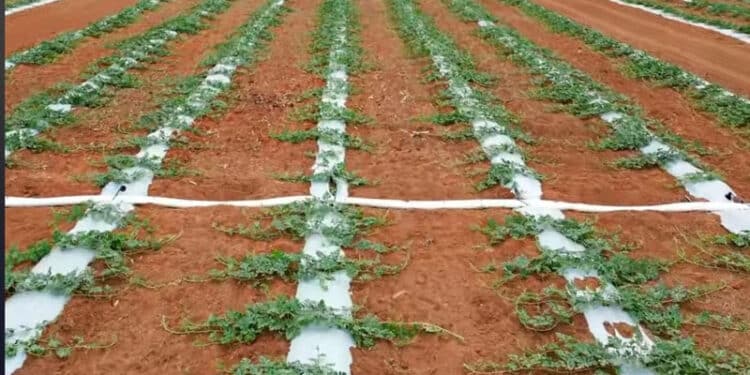 Com tecnologia de ponta para irrigação, Grupo Teorita aumenta em 60% a produtividade no cultivo de melancia