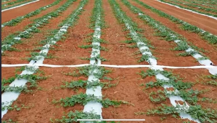 Com tecnologia de ponta para irrigação, Grupo Teorita aumenta em 60% a produtividade no cultivo de melancia