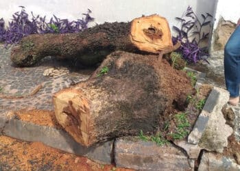 Risco de queda de árvores aumenta no período chuvoso