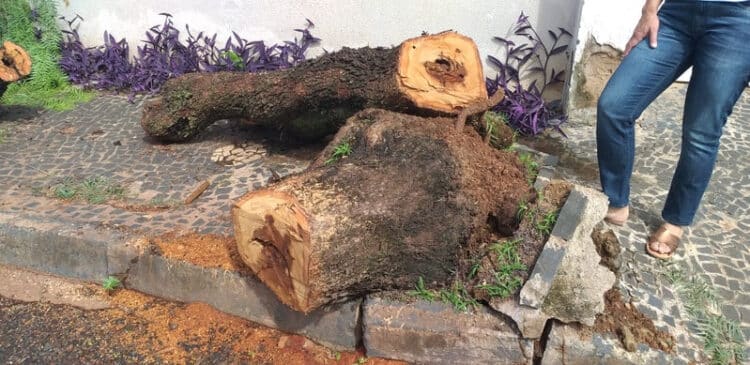 Risco de queda de árvores aumenta no período chuvoso