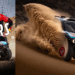Nani Roma dá à Ford sua primeira vitória no Rally Dakar 2025