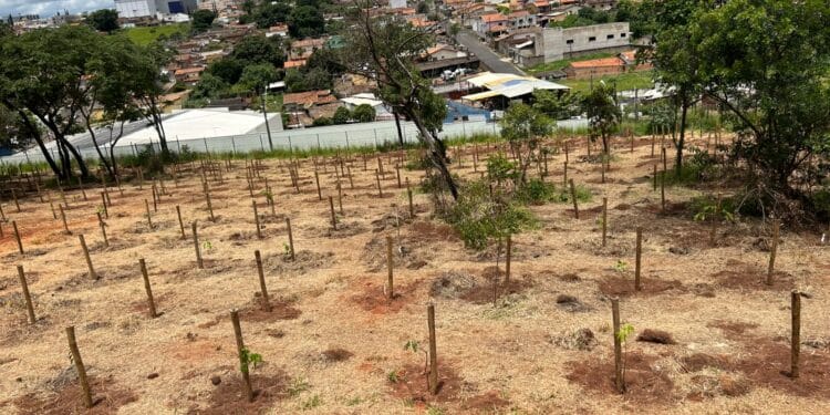 Parceria público-privada propõe recuperação de áreas verdes em Araxá