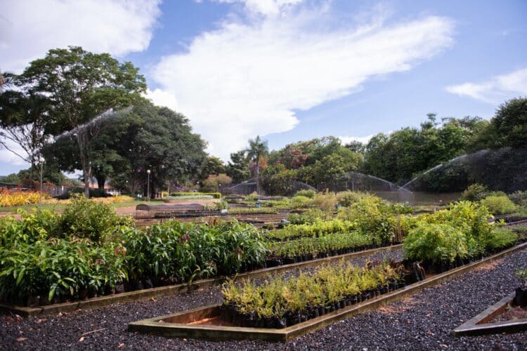 Dia Mundial do Meio Ambiente: CBMM compartilha avanços em conservação e impacto local