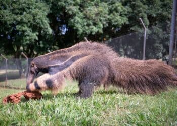 Dia Mundial do Meio Ambiente: CBMM compartilha avanços em conservação e impacto local