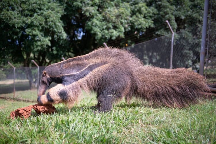 Dia Mundial do Meio Ambiente: CBMM compartilha avanços em conservação e impacto local
