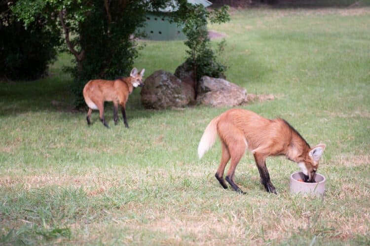 Dia Mundial do Meio Ambiente: CBMM compartilha avanços em conservação e impacto local