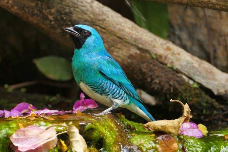 Exposição Aves do Parque do fotógrafo  Alberto Andrada pode ser vista até o dia 28 de julho