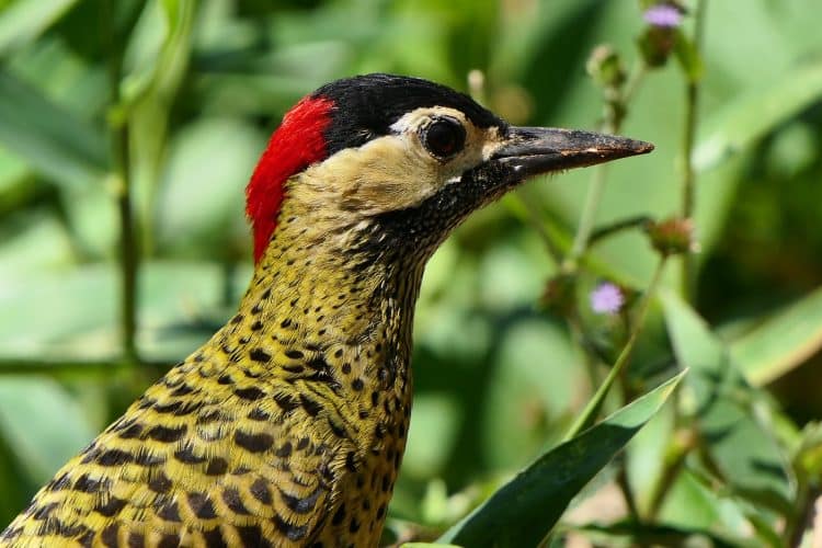Exposição Aves do Parque do fotógrafo  Alberto Andrada pode ser vista até o dia 28 de julho