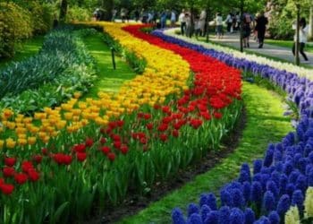 A chegada da prima Vera