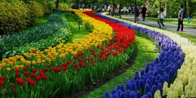 A chegada da prima Vera