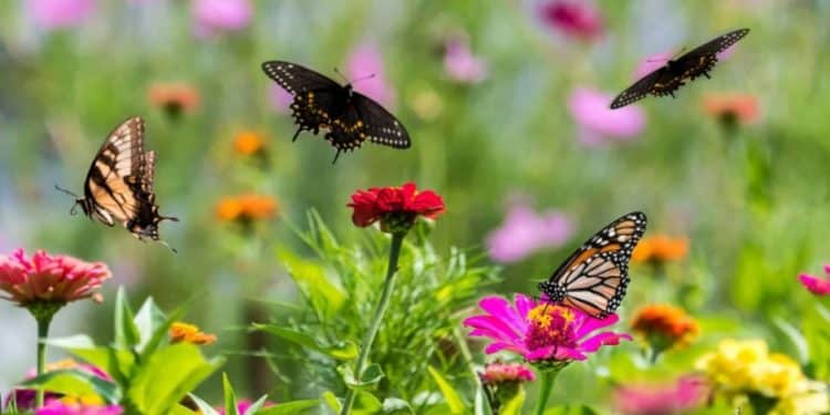 QUE VENHAM AS BORBOLETAS… AS FLORES!