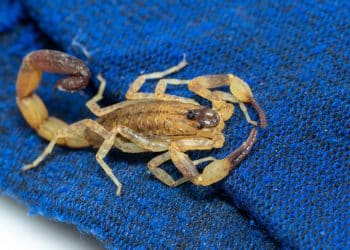 Araxá registra 67 acidentes com escorpiões em 2025; Vigilância reforça orientações à população