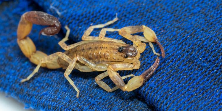 Araxá registra 67 acidentes com escorpiões em 2025; Vigilância reforça orientações à população